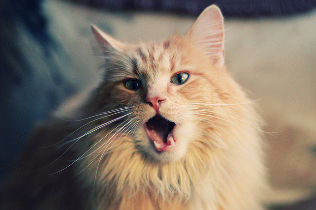 国足控球局势下进攻手段多样性评估,国足战术打法